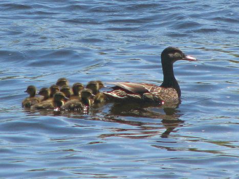 Black_Duck_female_and_ducklings