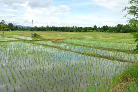 Rice_fields_near_Doi_Inthanon_NP